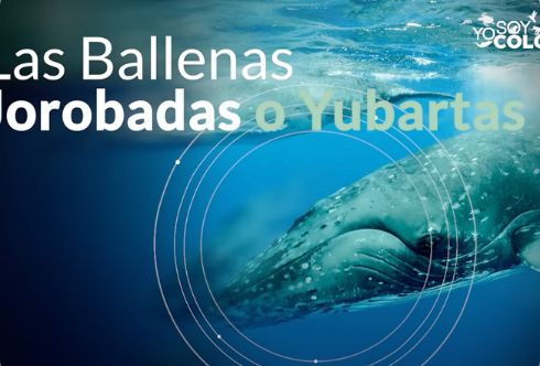 Ballenas Jorobadas
